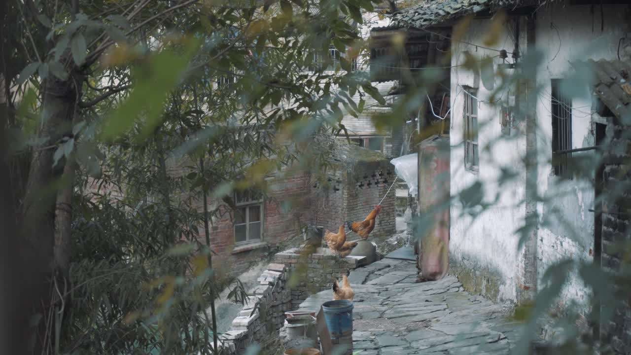 일부 닭은 마을 사람들의 마당에 있습니다