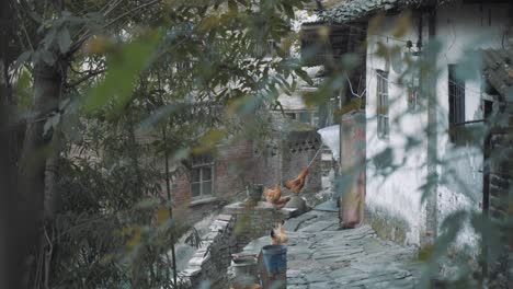 some chickens are in the villagers' yard
