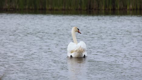 Un-Cisne-Blanco-Mudo-Nada-Solo-En-Un-Lago-Con-Ondas-Y-Un-Fondo-De-Bokeh