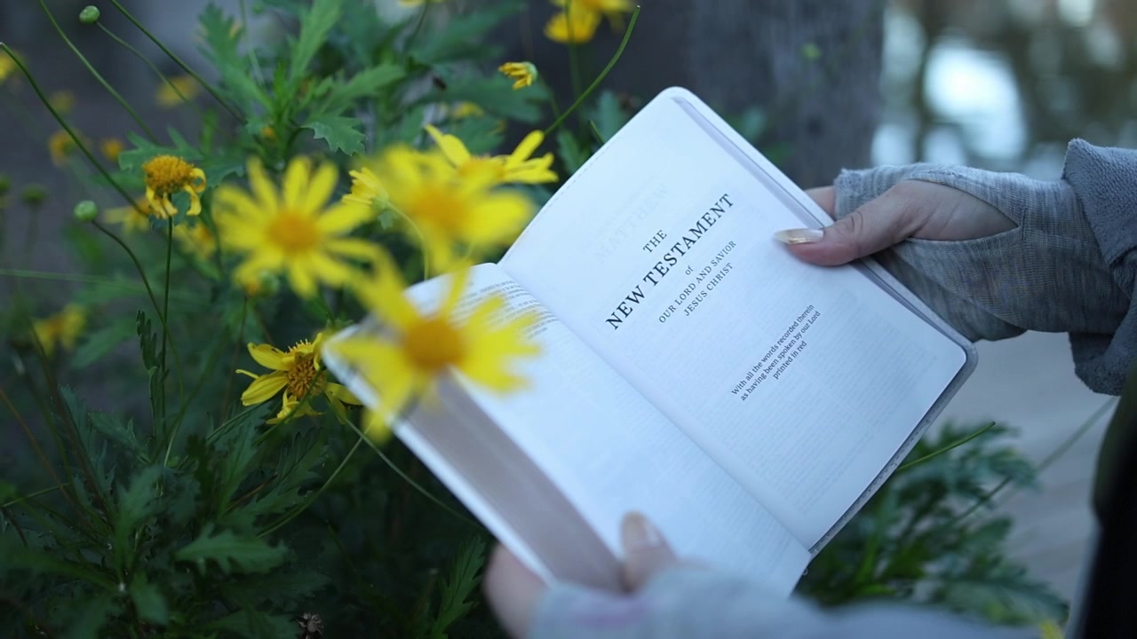 Primo piano delicato di mani guantate che tengono e leggono un libro del Nuovo Testamento accanto a margherite gialle in fiore sotto la luce naturale, unendo fede e tranquillità in un ambiente esterno sereno