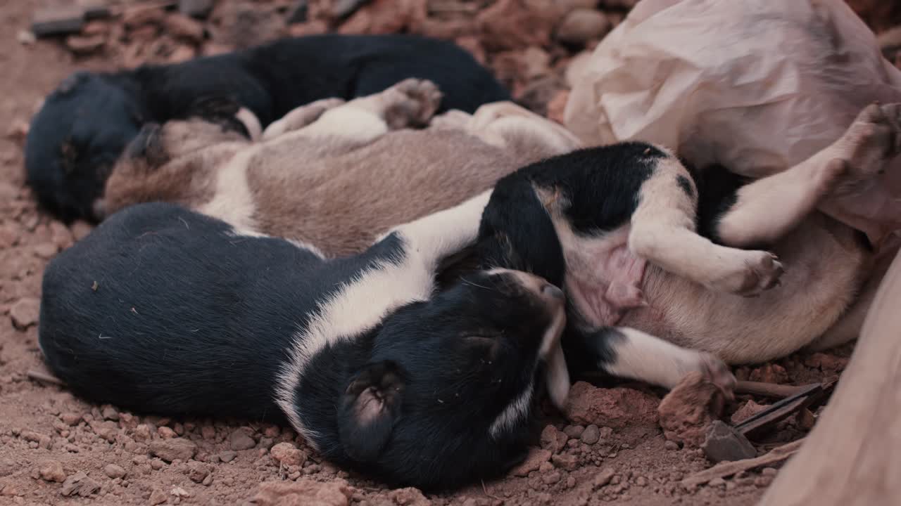 바닥에서 자고 있는 강아지들