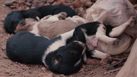 Hundewelpen-Schlafen-Auf-Dem-Boden