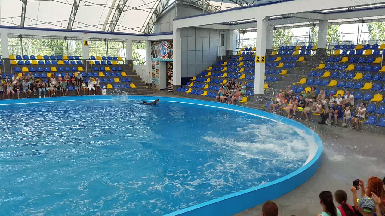 Odessa, Ukraine - August 2017: Dolphins play in the Dolphinarium. Representation in the Dolphinarium. Show of dolphins.