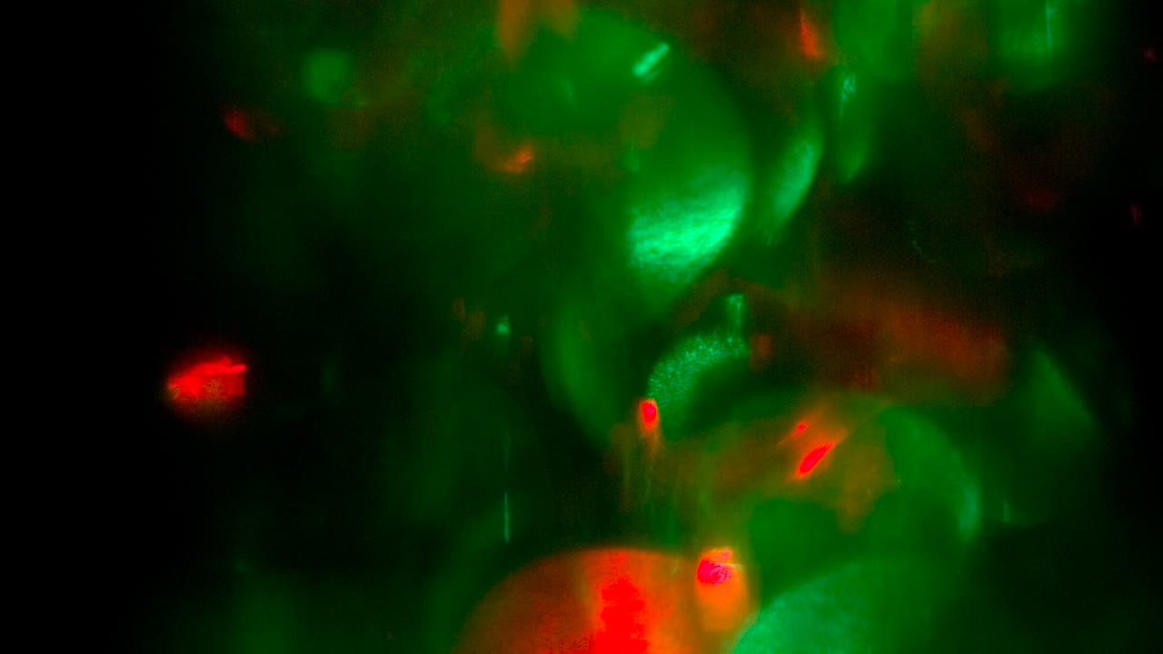 Scintillio Incredibile 01