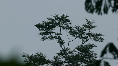 Silhouette-of-Scary-Birds-Perched-on-Treetop-Branch-on-Dark---Gloomy-Day