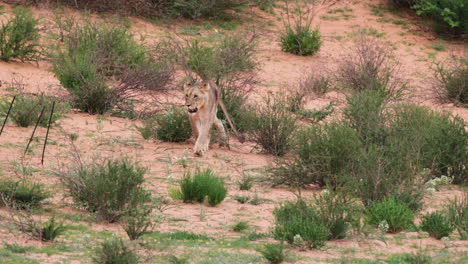 lionesses walking on savannah among bushes in african safari