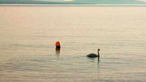 Cisne-En-El-Lago-Durante-La-Puesta-De-Sol,-Lac-Lémanz,-Lausana,-Suiza