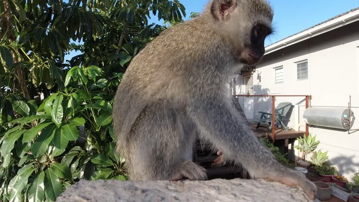 Curious Wild Grey Vervet Monkey from South Africa eating and looking into a camera then jumps