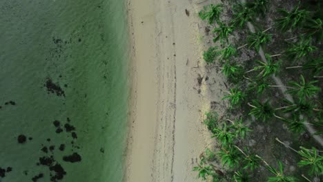 aerial view of tropical beach with palm trees