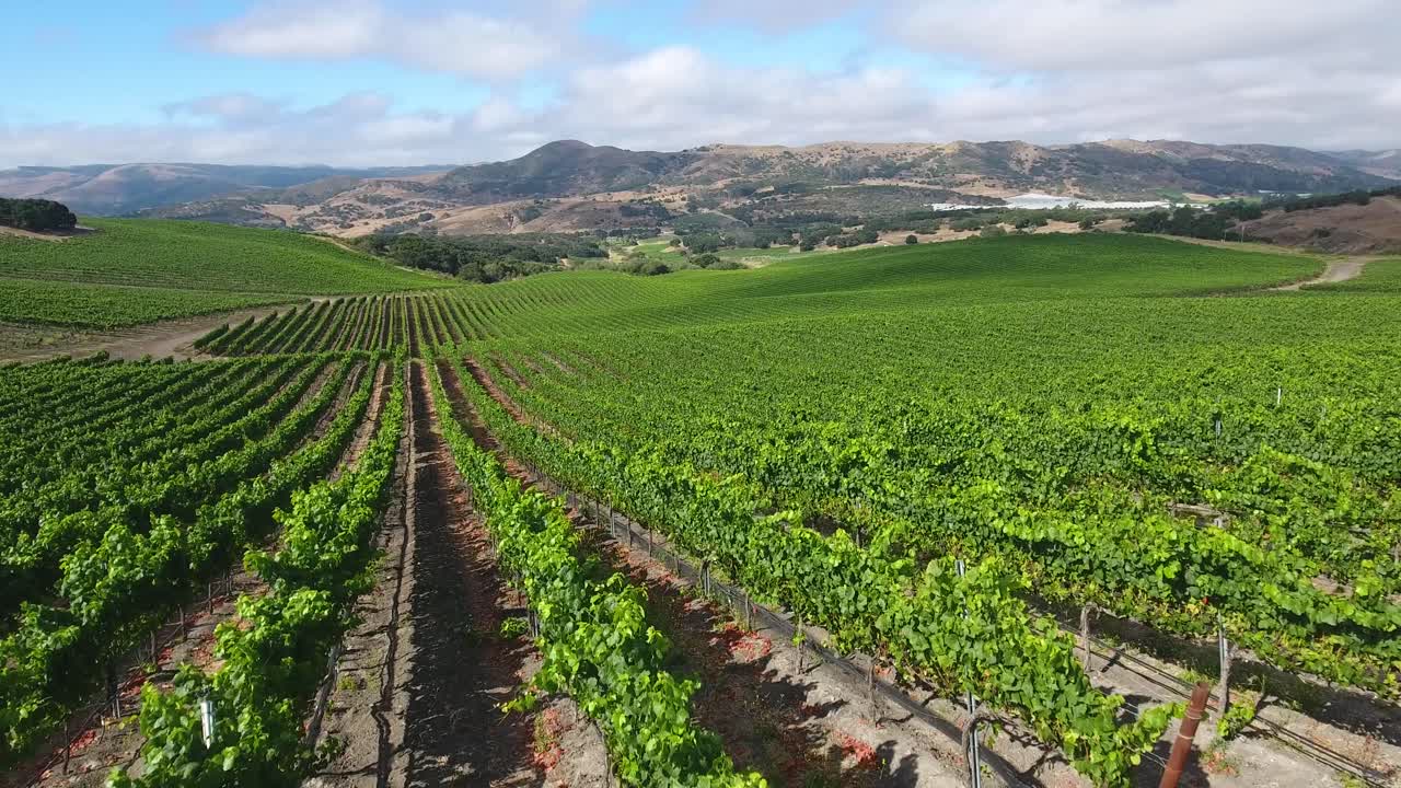 Splendida veduta aerea di vigneti collinari nella regione vinicola dell'appellazione Santa Rita della California 3
