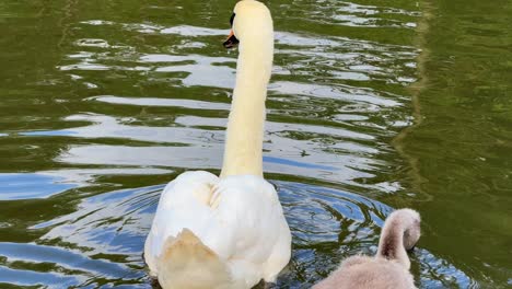 Beautiful white swan with cygnets, long neck majestic bird floating on water pond