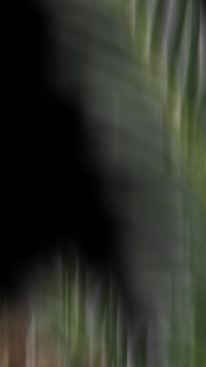Blurred Plant Leaf
