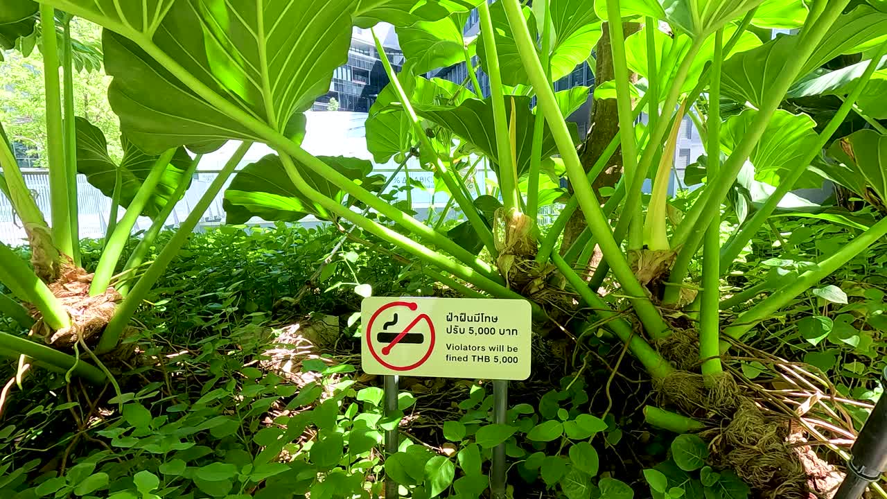 Vibrant green plants surround a no smoking sign in a sunlit urban garden in Bangkok