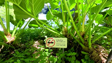 vibrant green plants surround a no smoking sign in a sunlit urban garden in bangkok