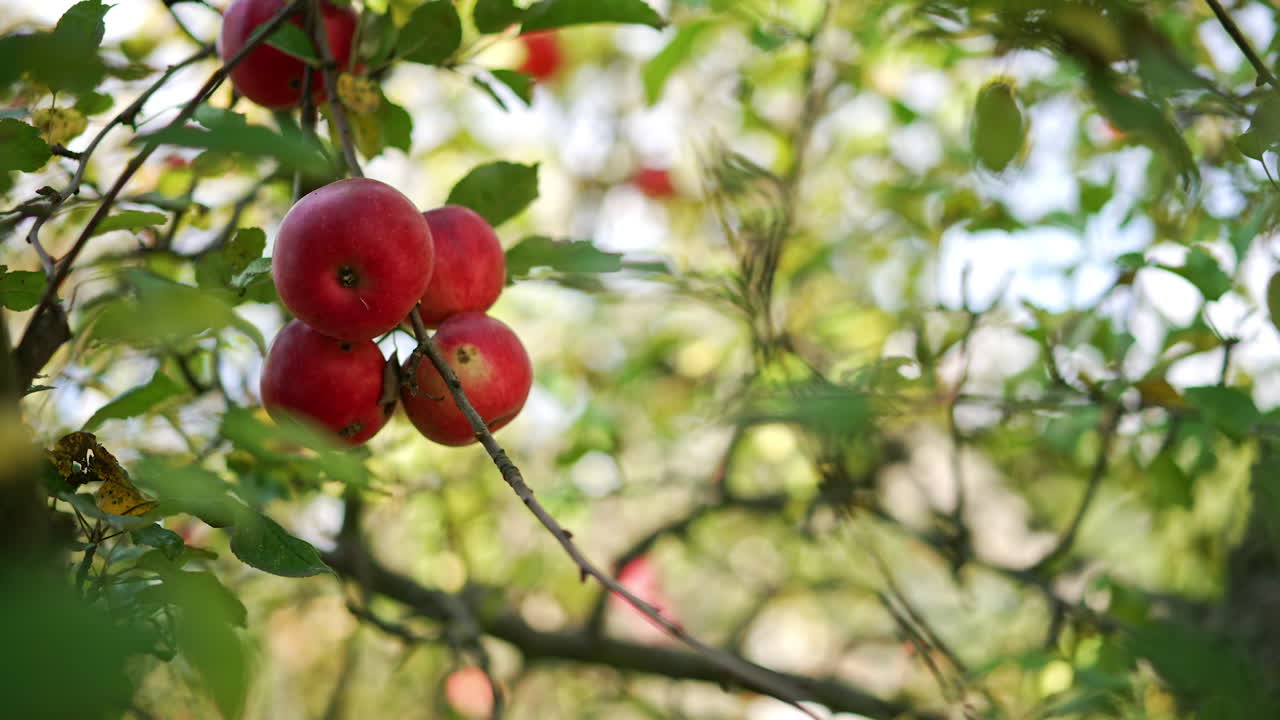 Old hand reaches red ripe apples on the tree. Autumn season for harvesting delicious fruit in the gardens. Close up. Blurred backdrop.