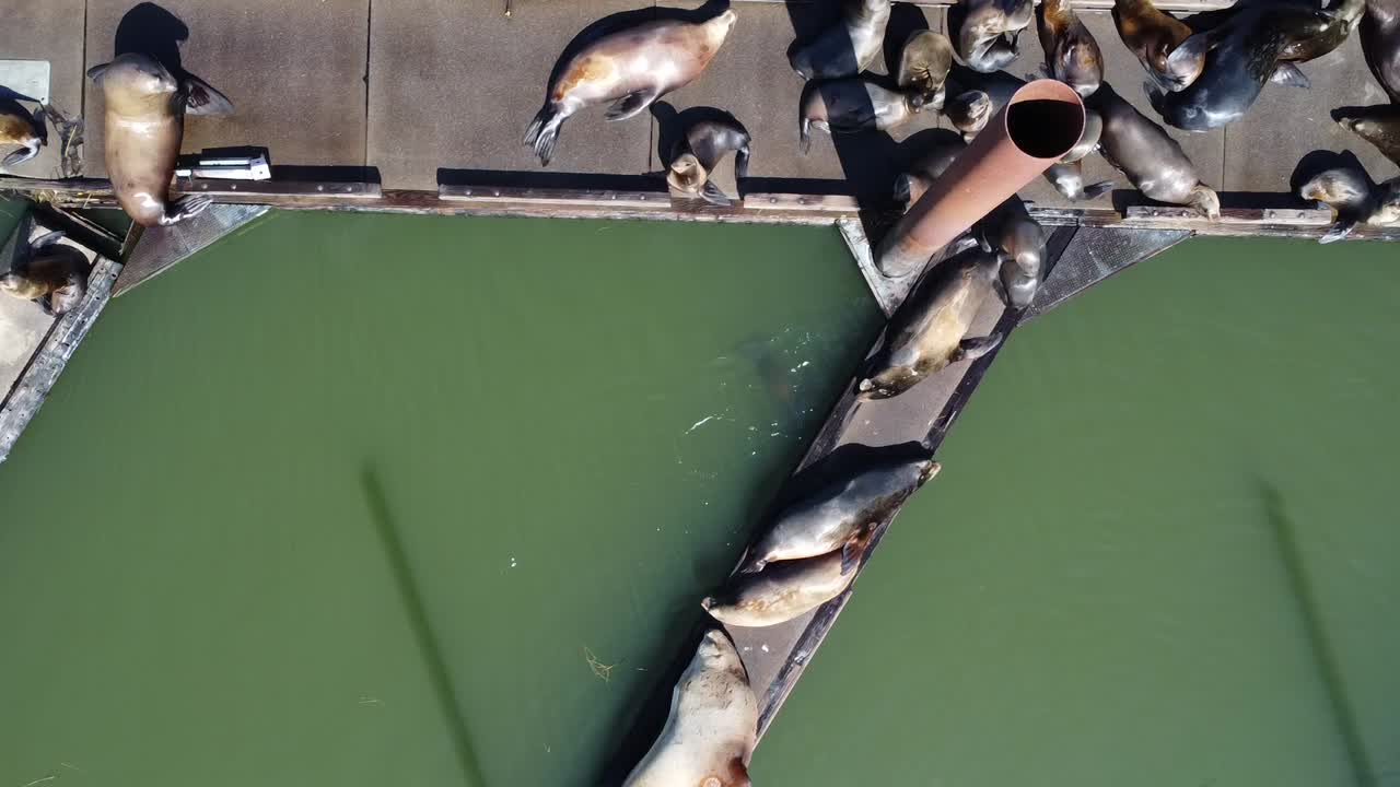 Sea Lions sun bathe on dock