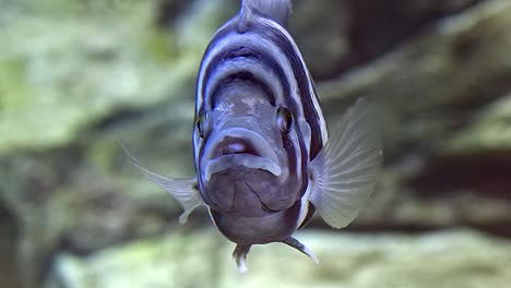 front view of a hornet tilapia floating in the clear water inside the aquarium - closeup shot