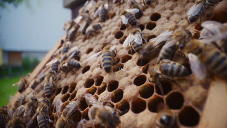 las abejas trabajan en el panal produciendo miel.