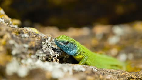 Un-Lagarto-Vibrante-Toma-El-Sol-Sobre-Una-Superficie-Rocosa,-Sus-Coloridas-Escamas-Brillan-Bajo-La-Luz-Del-Sol