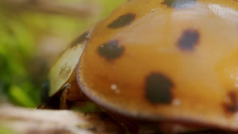 macro shot of black spots on halloween beetle