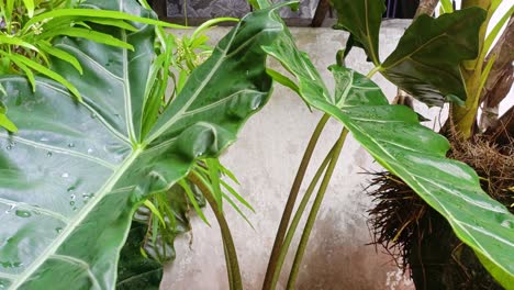 Water-Falling-On-The-Green-Leaves-Of-Night-Scented-Lily-Through-The