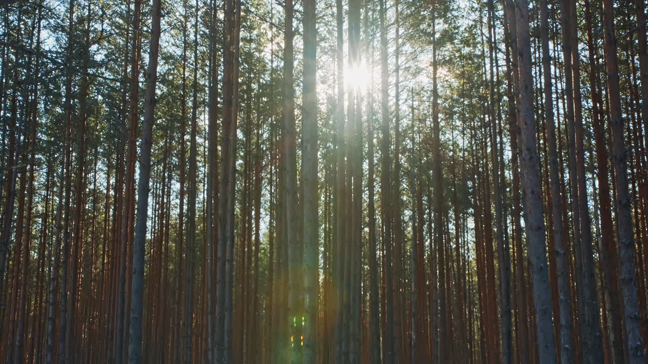 Beautiful bright sun flare glistening through pine trees. Concept of clean nature, forestry and green environment