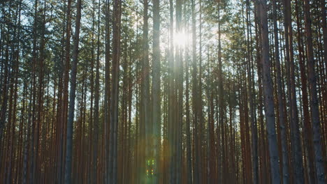 beautiful bright sun flare glistening through pine trees. concept of clean nature, forestry and green environment
