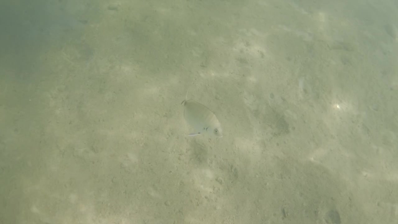 Person swimming submerged in water, creating a blurry silhouette with light filtering through the surface