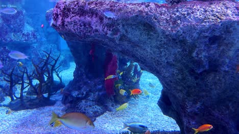 colorful fish swim near coral and rocks in an underwater scene at busan aquarium