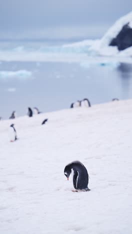 penguins in snow in winter scenery in antarctica, gentoo penguin colony in beautiful landscape, wildlife and animals on antarctic peninsula, vertical video for social media, instagram reels and tiktok