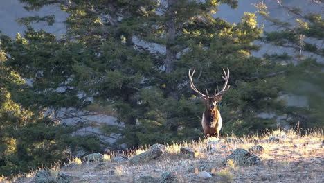 Large-majestic-bull-elk-with-big-antlers-stands-on-rocky-grassland-in-sunshine,-bugling-during-rut-in-cold-winter-with-breathe-visible-in-air,-Yellowstone-National-Park,-America,-static-portrait