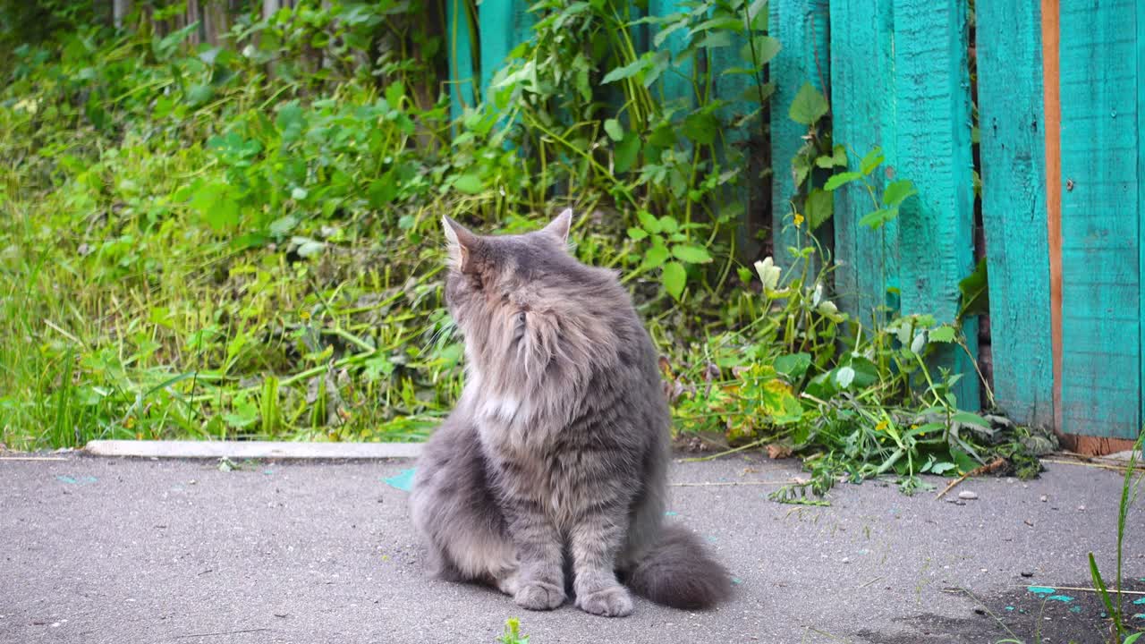 아름다운 감성적인 고양이가 시골 도로에 앉아서 쳐다보고 있습니다.