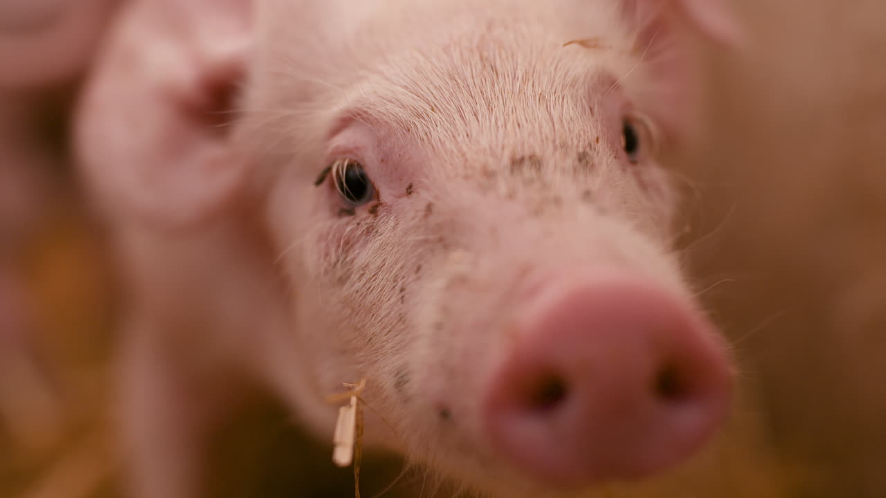 가축 농장의 돼지 돼지 농장 가축 농장 현대 농업 돼지 농장 23