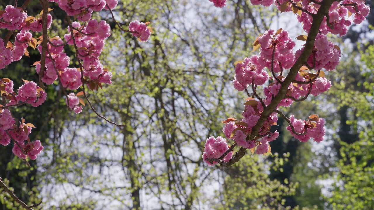 Close up in slow motion of Stunning cherry blossom tree branches during spring