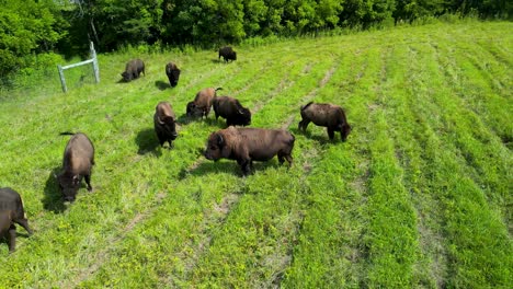 Toma-Aérea-Media-De-Búfalos-Pastando-En-Hierba,-Crías-De-Búfalo