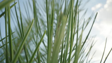 close-up of pine tree needles