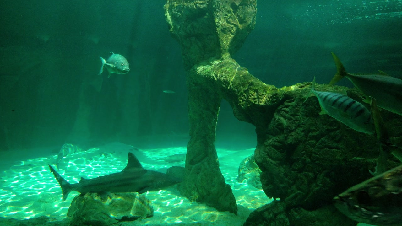 Serene underwater scene with fish swimming in a vibrant aquarium