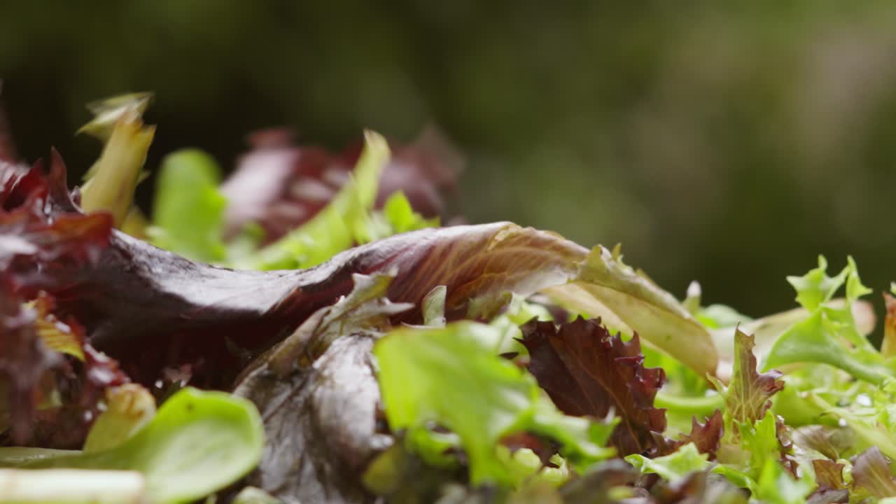 primer plano de hojas de lechuga de ensalada orgánica fresca cayendo a cámara lenta afuera con el fondo de un árbol natural - concepto de alimentación saludable comida 4k clip
