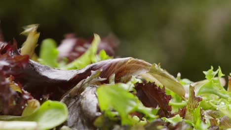 Cierre-De-Hojas-De-Lechuga-De-Ensalada-Orgánica-Fresca-Cayendo-En-Cámara-Lenta-Afuera-Con-Fondo-De-árbol-Natural---Concepto-De-Alimentación-Saludable-Comida-4k-Clip