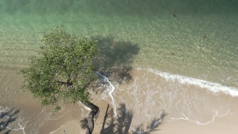 Aerial of tree next to ocean on sandy beach lapping tropical waves turquoise sea