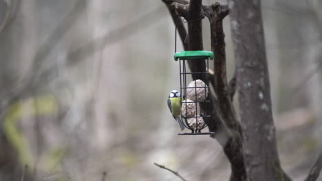 Eine-Blaukopfmeise,-Die-Aus-Einem-Vogelhäuschen-Frisst