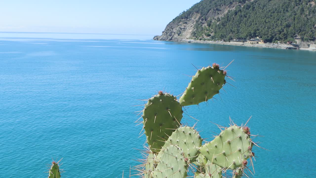 Scogliere costiere illuminate dal sole con piante verdi e acqua trasparente. Cactus nel mare.
