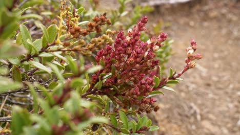 wild plant in red tarns track, south island, new zealand - close up