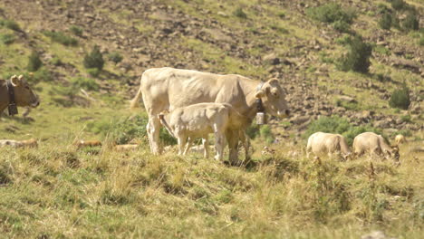 vaca y ternera amamantando en una colina y campo rocosos en un día soleado, toma amplia