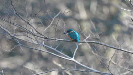 hermoso pájaro martín pescador azul, martín pescador común sentado en una rama en tokio, japón - primer plano