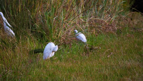 static shot of cattle egret cleaning itself and walking around