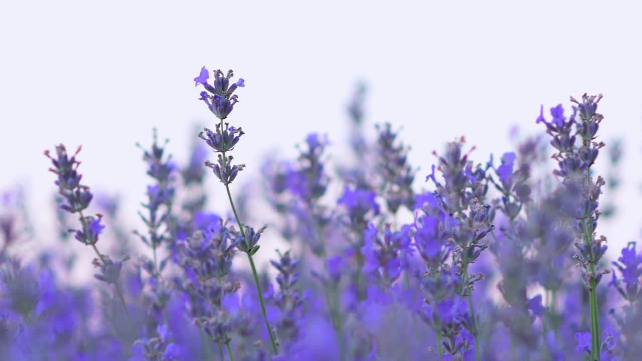 Close up of lavender branches in a filed at sunset