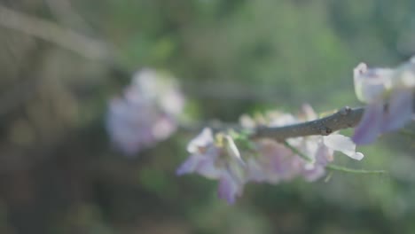 Cámara-Lenta-Primer-Plano-De-Hermosas-Flores-Rosadas-Y-Blancas-En-Una-Rama-Con-Plantas-Verdes-Y-La-Hermosa-Naturaleza-En-El-Fondo-En-Desenfoque-En-Un-Día-Soleado-En-100-Fps