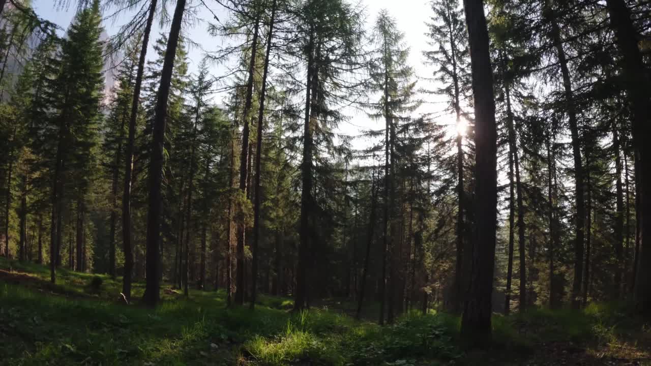Sunlight filters through tall pine trees in a dense forest, casting long shadows and illuminating patches of green grass.