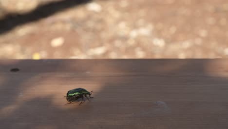 green beetle taking off a wooden table and flying into a sunny day